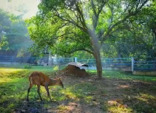 Taman Marga Satwa Semarang